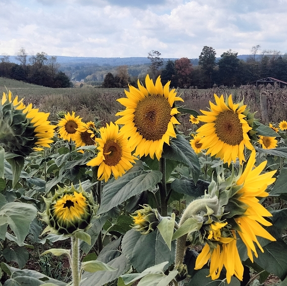 Coffee and Poshing early morning show - Picture 3 of 4